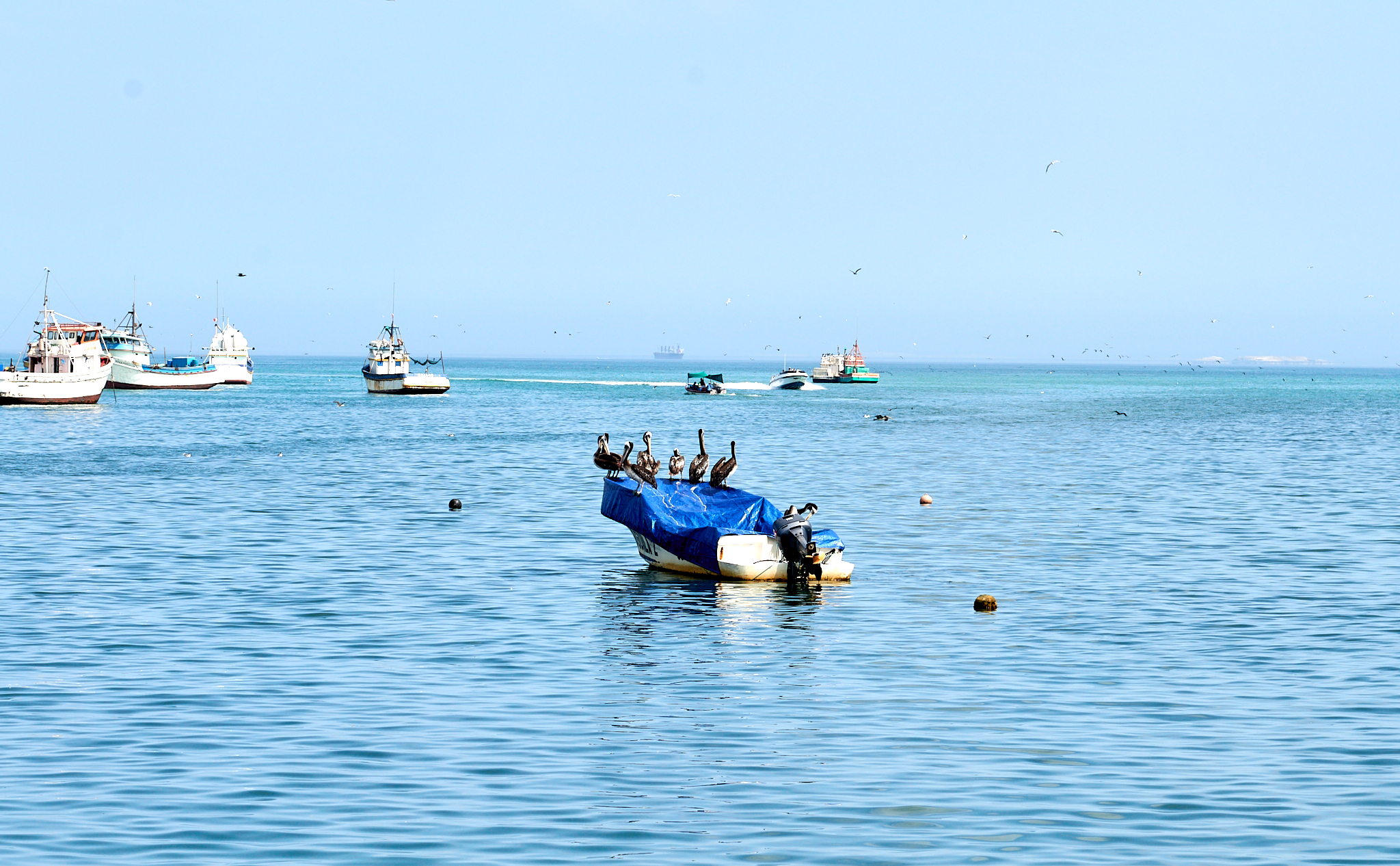 20200304 086 [페루] 바예스타섬